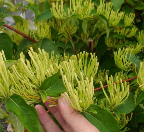 永州菊花种植基地